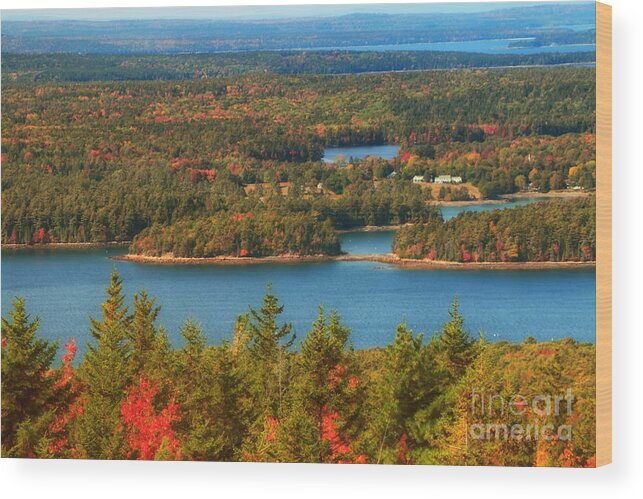 Autumn Wood Print featuring the photograph Autumn in Acadia by Elizabeth Dow