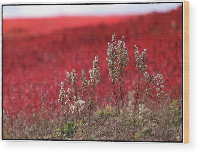 Blueberry Field Wood Print featuring the photograph Autumn in the Blueberry Field by John Meader