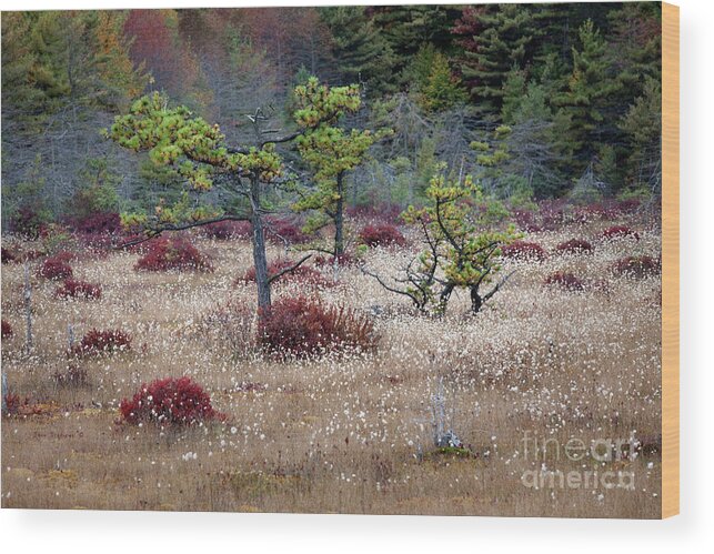In The Bog Wood Print Lone Studio - Fine Art