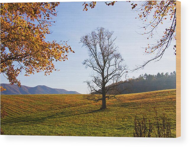 Cades Cove Wood Print featuring the photograph Autumn in the Cove by Bob Decker