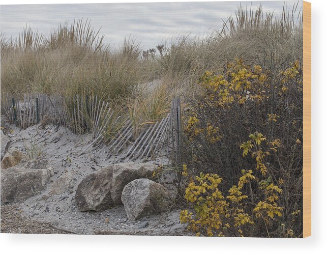 Andrew Pacheco Wood Print featuring the photograph Autumn in the Dunes by Andrew Pacheco