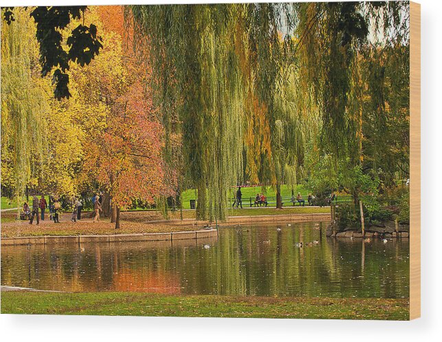 Boston Public Garden Wood Print featuring the photograph Autumn in the Garden by Paul Mangold