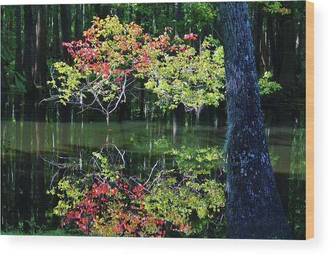Autumn Wood Print featuring the photograph Autumn In The Swamp by Cynthia Guinn