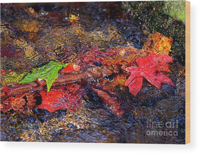 Autumn Leaves Wood Print featuring the photograph Autumn Leaves Abstract by Sharon Talson