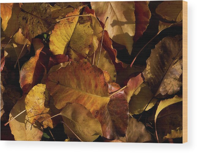 Leaves Wood Print featuring the photograph Autumn Leaves by Cheryl Day