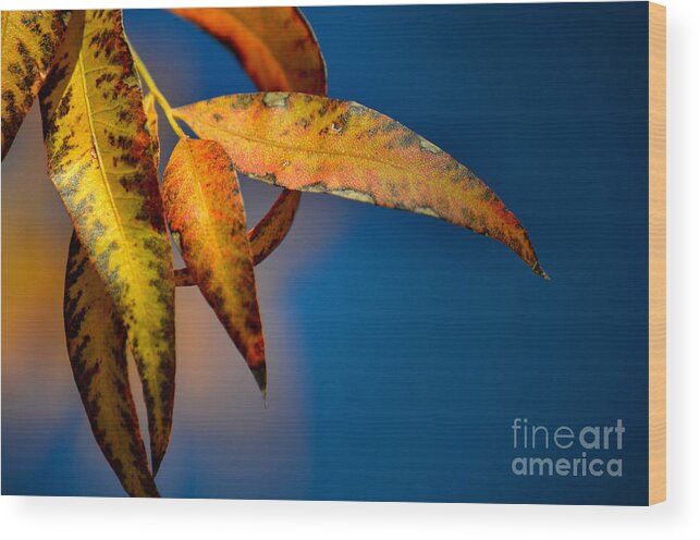 Autumn Leaves Wood Print featuring the photograph Autumn Leaves by Deb Halloran