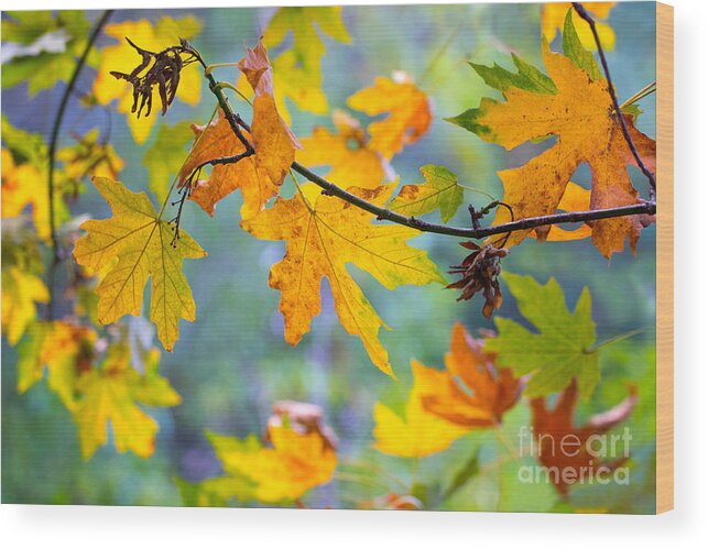 Autumn Leaves Wood Print featuring the photograph Autumn Leaves by Mimi Ditchie