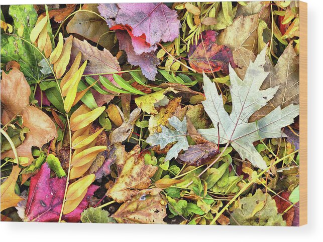 Leaves Wood Print featuring the photograph Autumn Pastels by Cate Franklyn