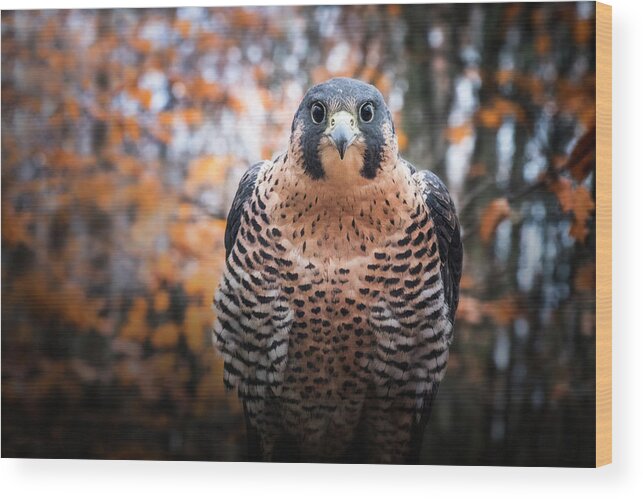 Peregrine Falcon Wood Print featuring the photograph Autumn Peregrine by Angie Rea