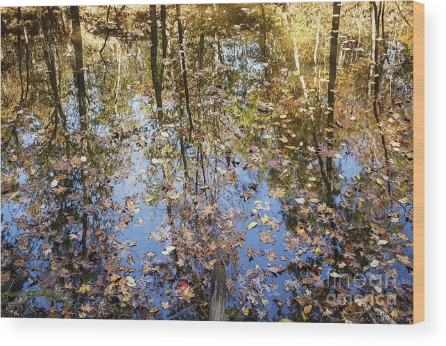 Autumn Wood Print featuring the photograph Autumn Reflections by Dennis Hedberg