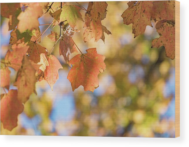 Autumn Wood Print featuring the photograph Autumn Splendor by Holly Ross