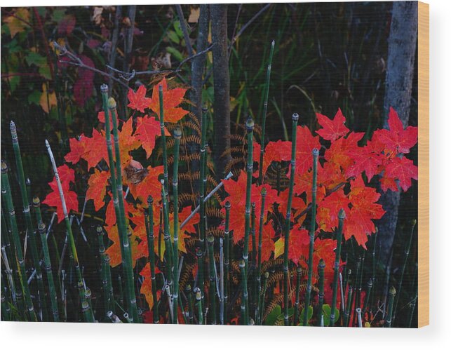 Color Wood Print featuring the photograph Autumn by Steven Clipperton