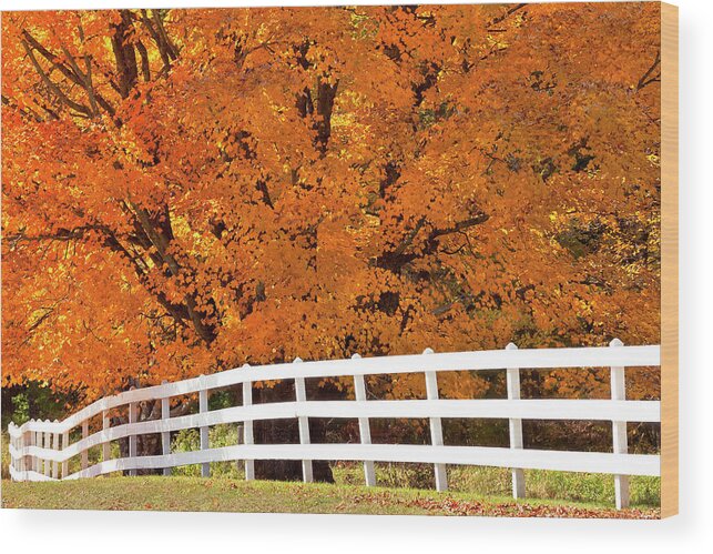 Autumn Wood Print featuring the photograph Autumn Sugar Maples by Alan L Graham