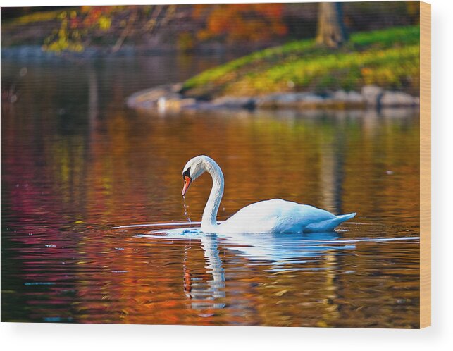 Cincinnati Wood Print featuring the photograph Autumn Swan Lake by Keith Allen