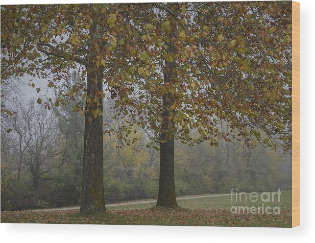 Autumn Wood Print featuring the photograph Autumn Trees with Fog by Tamara Becker