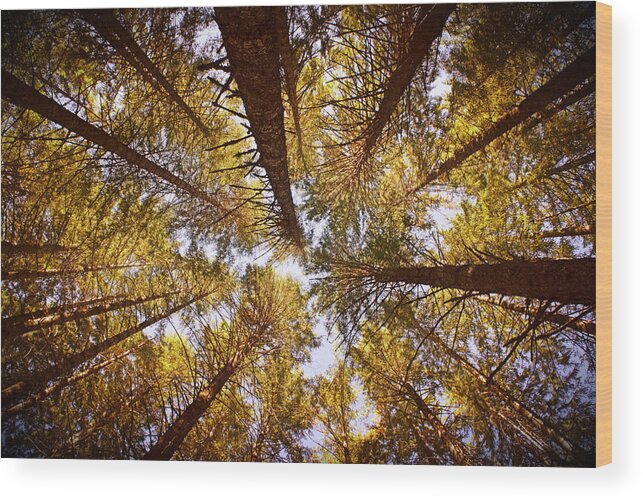 Treetops Wood Print featuring the photograph Autumn Treetops by Bonnie Bruno