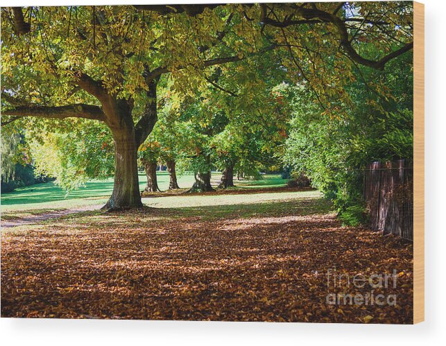 Autumn Wood Print featuring the photograph Autumn walk in the park by Colin Rayner