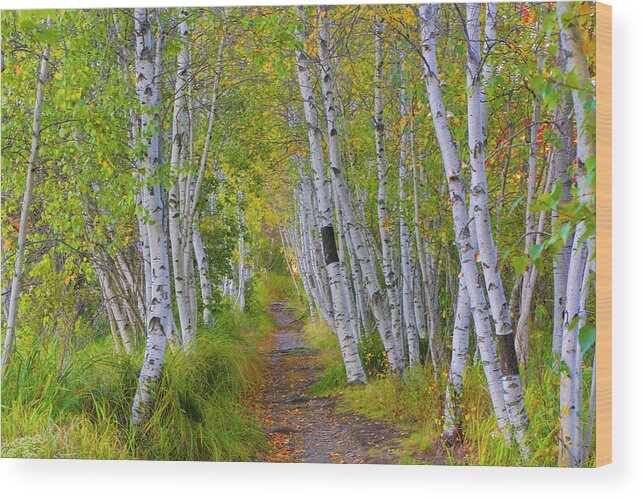 Birch Wood Print featuring the photograph Avenue of Birches by Nancy Dunivin