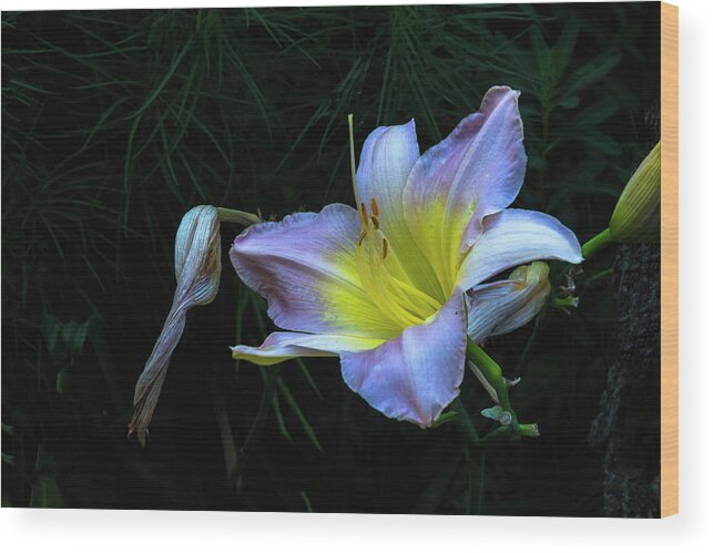 Hayward Garden Putney Vermont Wood Print featuring the photograph Awesome Daylily by Tom Singleton