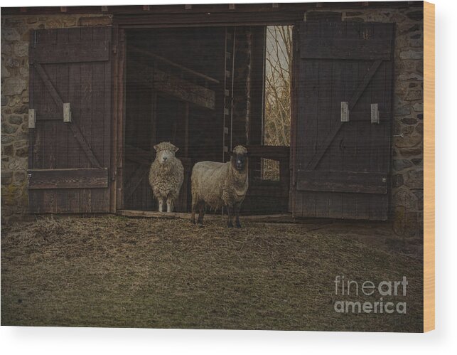 2 Animals Wood Print featuring the photograph Ba Ram Ewe by Debra Fedchin