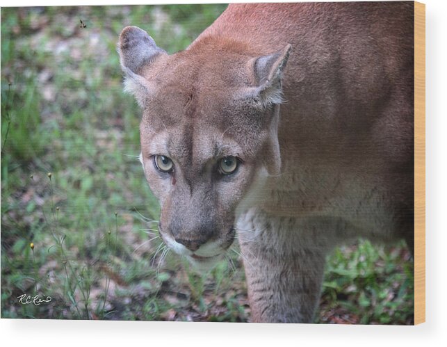 Florida Wood Print featuring the photograph Babcock Wilderness Ranch - Oceola the Panther on the Prowl by Ronald Reid