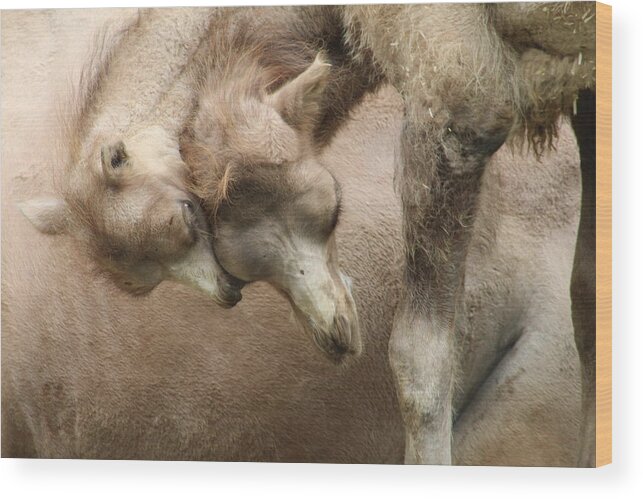 Zoo Wood Print featuring the photograph Baby Camels by Jean Wolfrum