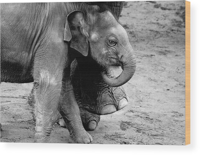 Baby Elephant Security Wood Print featuring the photograph Baby Elephant Security by Wes and Dotty Weber