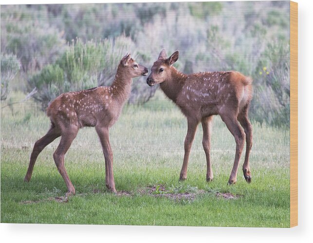 Elk Wood Print featuring the photograph Baby Elk by Wesley Aston