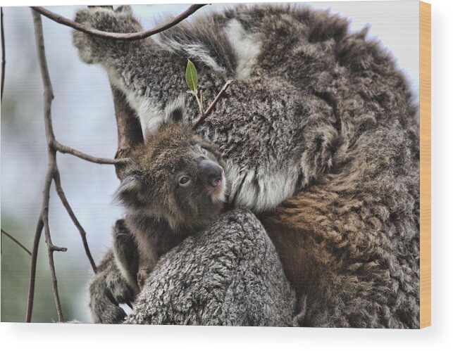 Baby Koala Wood Print featuring the photograph Baby Koala V2 by Douglas Barnard