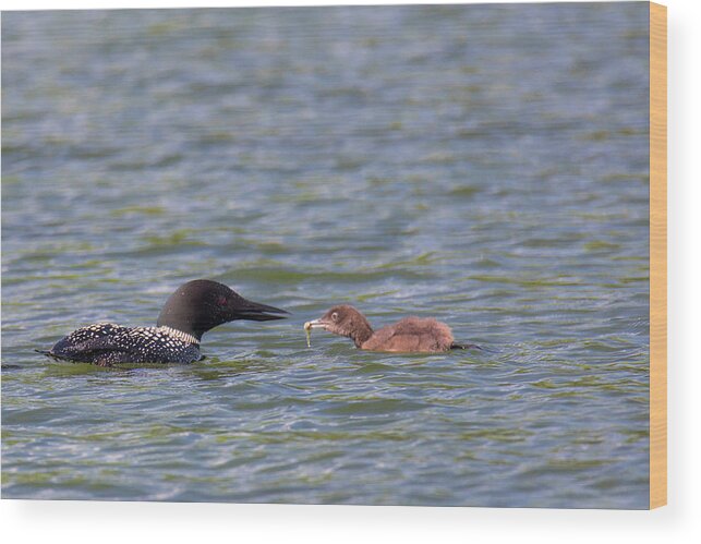 Baby Loon Wood Print featuring the photograph Feeding Time by Nancy Dunivin