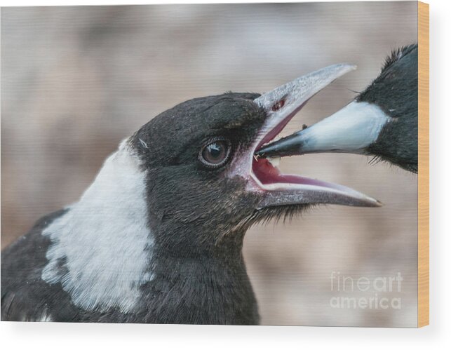 Magpie Wood Print featuring the photograph Baby Magpie 2 by Werner Padarin