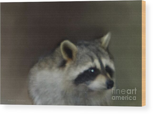 Photography Wood Print featuring the photograph Baby Raccoon by Kathie Chicoine