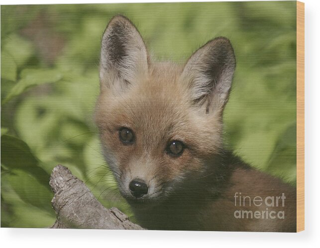 Red Fox Wood Print featuring the photograph Baby Red Fox by Robert Pearson
