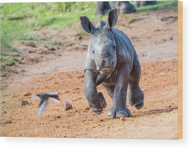 Kragga Kamma Wood Print featuring the photograph Baby Rhino by Jennifer Ludlum