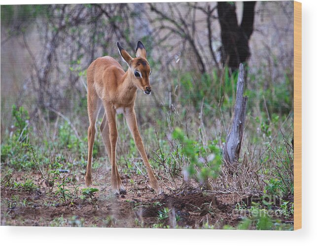 Baby Wood Print featuring the photograph Baby Series Impala by Jennifer Ludlum