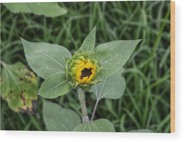 Sunflower Wood Print featuring the photograph Baby Sunflower by Joseph Caban