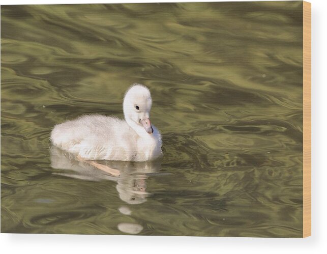 Baby Trumpeter Swan Wood Print featuring the photograph Baby trumpeter swan by Lynn Hopwood