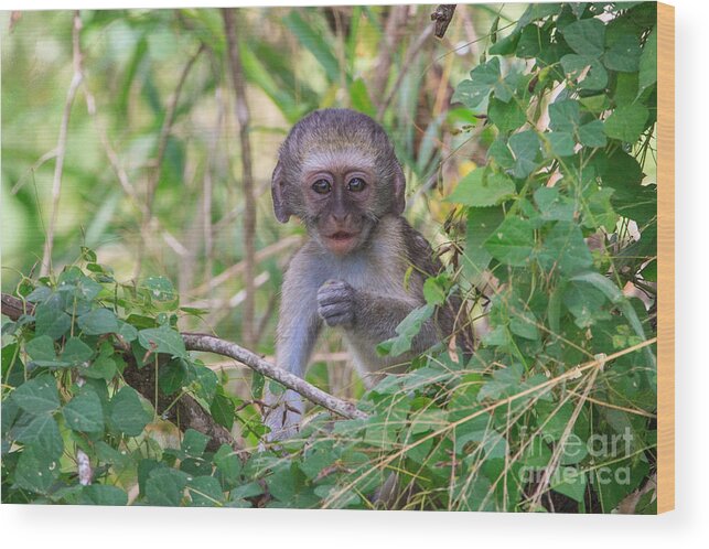 Kruger Wood Print featuring the photograph Baby Vervet Monkey by Jennifer Ludlum