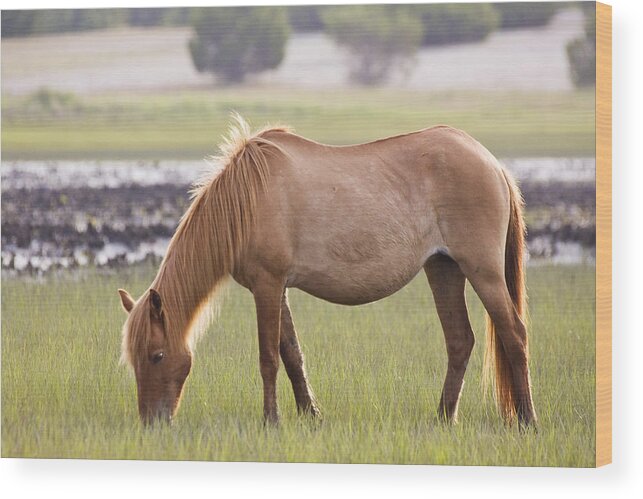 Wild Wood Print featuring the photograph Back-lit Wild Horse by Bob Decker