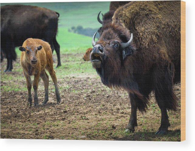 Bison Wood Print featuring the photograph Back Off by James Barber