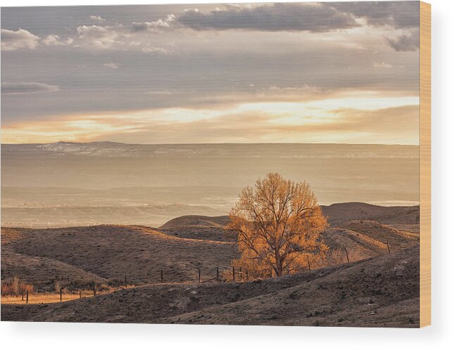Tree Wood Print featuring the photograph Backlit Cottonwood by Denise Bush