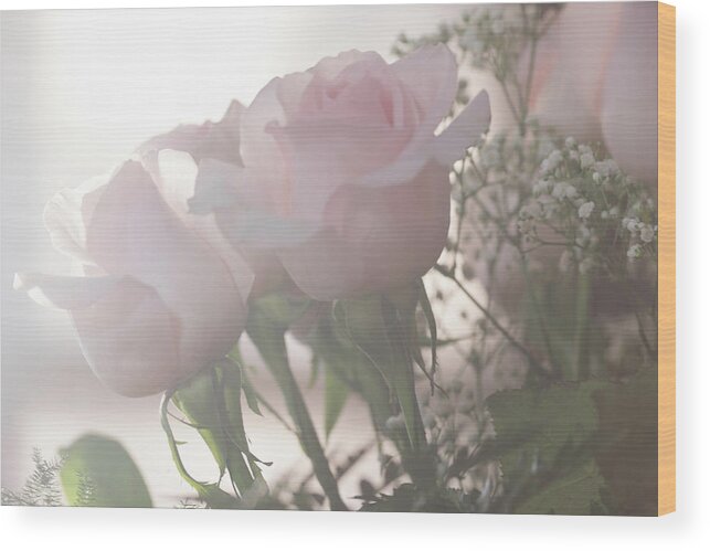 Birthday Wood Print featuring the photograph Backlit Pink Roses by Joni Eskridge