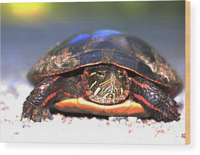 Turtle Wood Print featuring the photograph Bad Ass Turtle by David Frederick