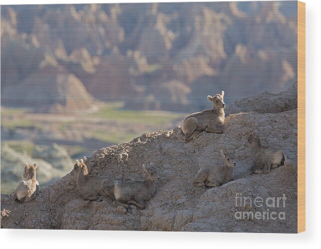Lamb Wood Print featuring the photograph Badlands Lamb Rest Time by Natural Focal Point Photography