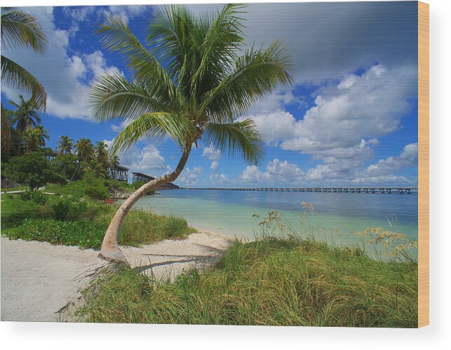 Palm Tree Wood Print featuring the photograph Bahia Palma by Joey Waves