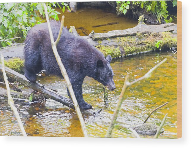 Wildlife. Black Bear Wood Print featuring the photograph Balancing Act by Harold Piskiel
