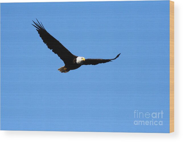 Eagle Wood Print featuring the photograph Bald Eagle II by Thomas Marchessault