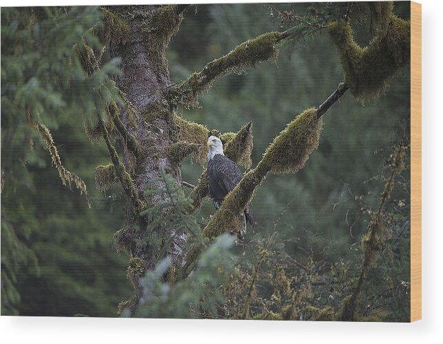 Eagle Wood Print featuring the photograph Bald Eagle in Tree of Moss by Bill Cubitt