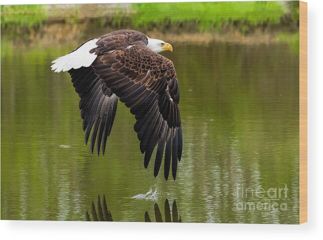 Birds Wood Print featuring the photograph Bald eagle over a pond by Les Palenik