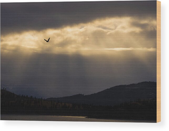 Bald Eagle Wood Print featuring the photograph Bald Eagle Over Flathead Lake by Jedediah Hohf